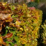 OPÉRATION « MA HAIE, MON JARDIN, CAEN LA MER VOUS ACCOMPAGNE »